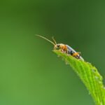 a bug fix guide