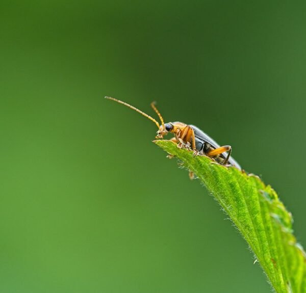 a bug fix guide