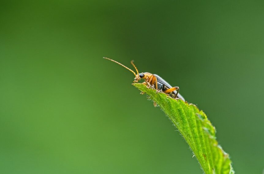 a bug fix guide